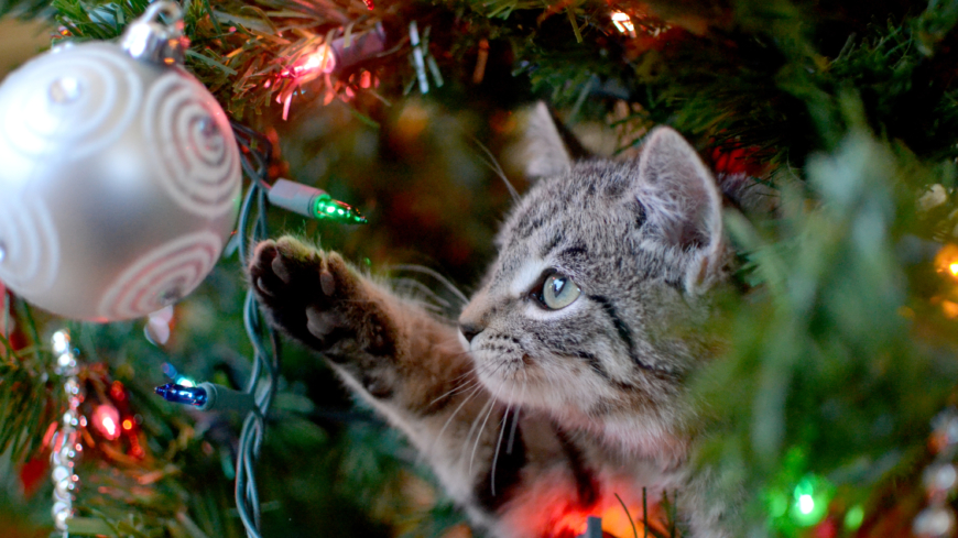 Genom att tänka till innan kan de flesta av julens faror undanröjas och katterna kan njuta lika mycket av julen som resten av familjen. Foto: Shutterstock